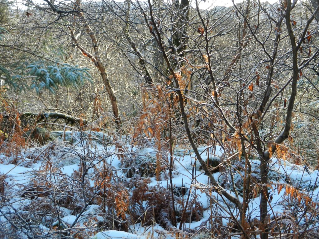 Frosty birches