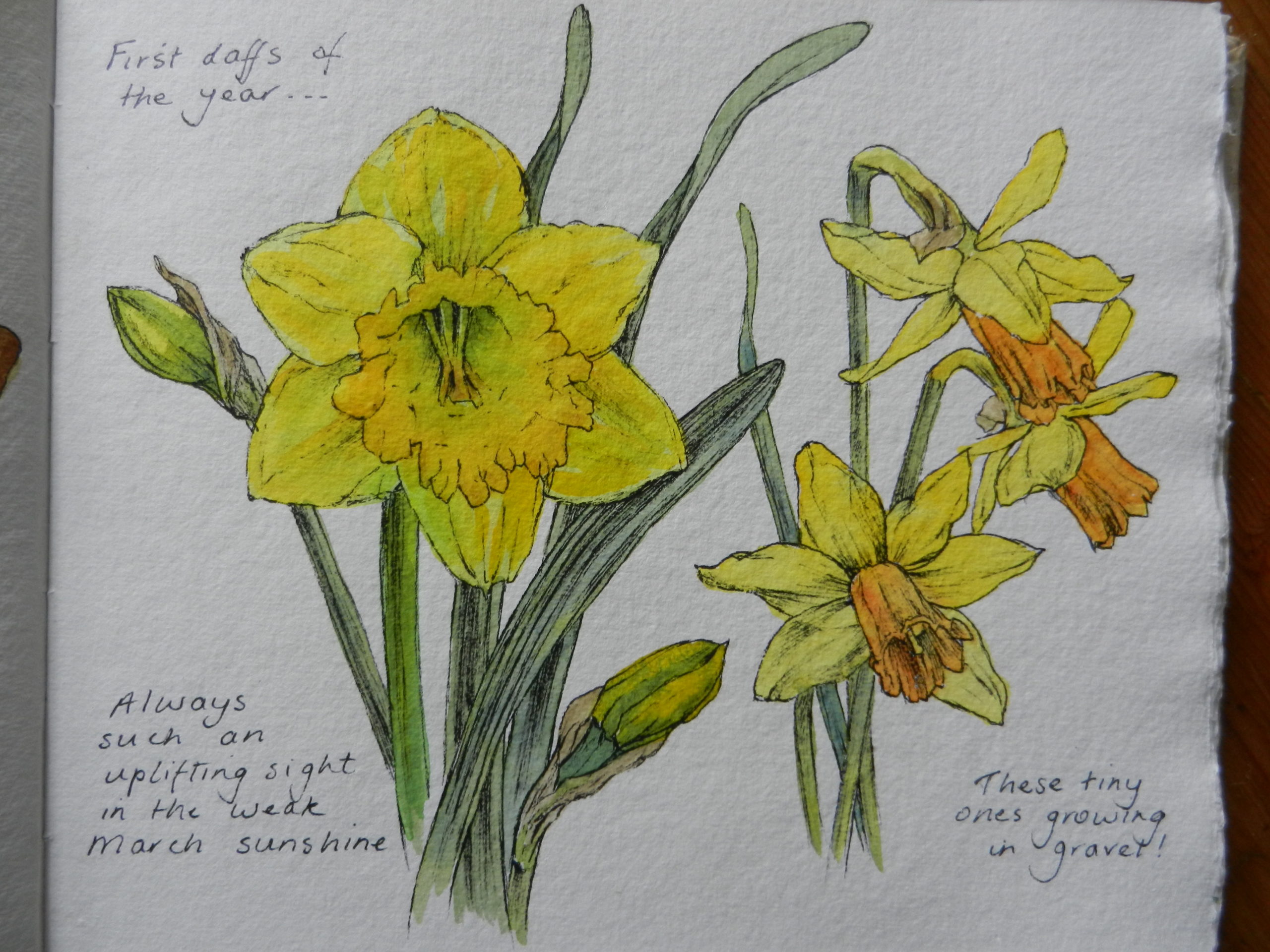 Daffodils watercolour sketch